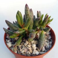 Adromischus filicaulis ssp. filicaulis PAV s.n. Clone 2