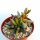 Adromischus filicaulis ssp. filicaulis PAV s.n. Clone 2