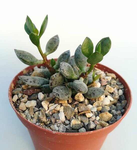Adromischus hemisphaericus aff. B+H 2226