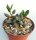 Adromischus hemisphaericus aff. B+H 2226