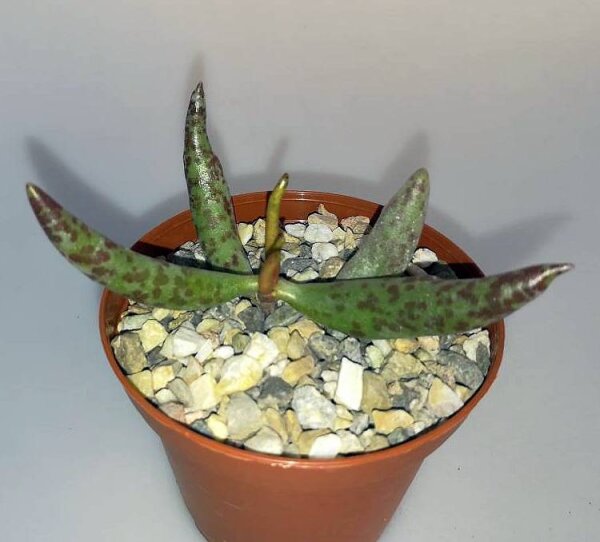 Adromischus filicaulis cv. macrolobus