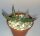 Adromischus filicaulis cv. macrolobus