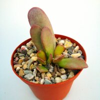 Adromischus trigynus CR 1498