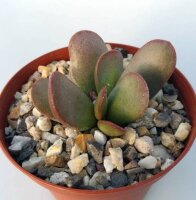 Adromischus trigynus CR 1498