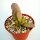 Adromischus trigynus CR 1498