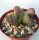 Adromischus trigynus CR 1498