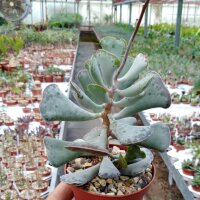 Adromischus triflorus PAB 268