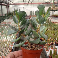 Adromischus triflorus PAB 268