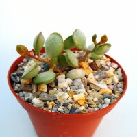 Adromischus roanianus Mesa Garden Code 2140