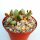 Adromischus roanianus Mesa Garden Code 2140