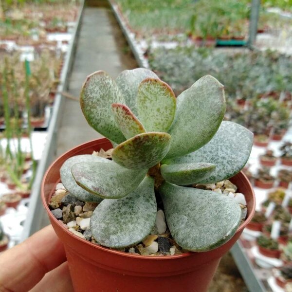 Adromischus maculatus aff.