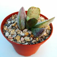 Adromischus maculatus aff.