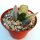 Adromischus maculatus aff.
