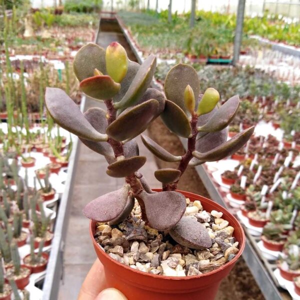 Adromischus montium-klinghardtii Aurus Mnts 08786