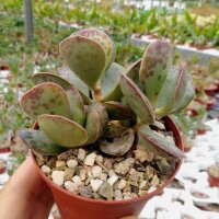 Adromischus triflorus cv. Moltorosso