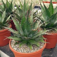 Agave montana cv. Magnifica XL (dw)