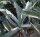 Agave gypsophila XL