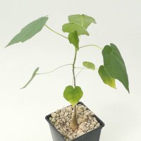 Sterculia africana Opuwo,Namib.