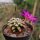 Mammillaria bertholdii gepfr. not outside EU