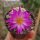 Mammillaria bertholdii gepfr. not outside EU