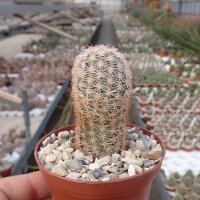 Echinocereus fitchii ssp. bergmannii DU 144