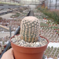 Echinocereus fitchii ssp. bergmannii DU 144