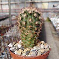 Echinocereus fitchii ssp. bergmannii DU 144