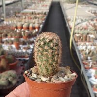 Echinocereus fitchii ssp. bergmannii DU 144