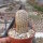 Echinocereus fitchii ssp. bergmannii DU 144