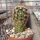 Echinocereus fitchii ssp. bergmannii DU 144