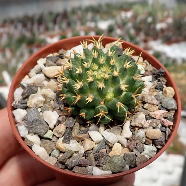 Dolichothele camptotricha monstruosa cv. BRU