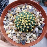 Dolichothele camptotricha monstruosa cv. BRU