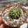 Dolichothele camptotricha monstruosa cv. BRU