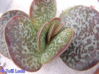 Adromischus triflorus DT 7342