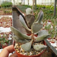 Adromischus triflorus SH 1909