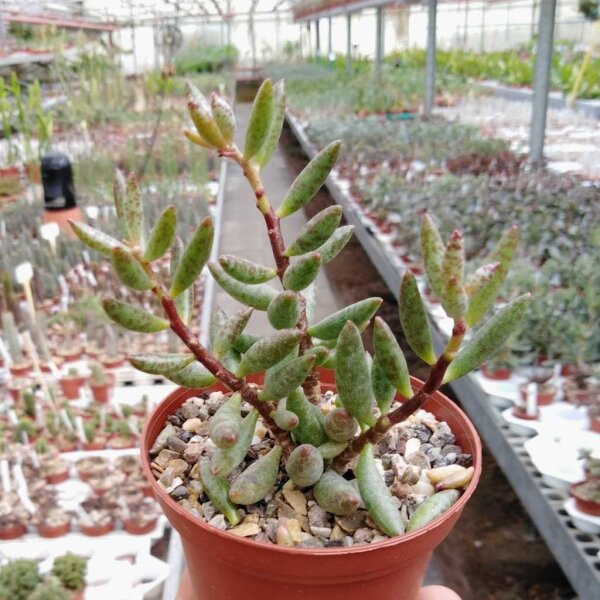 Adromischus filicaulis ssp. filicaulis PAV s.n.