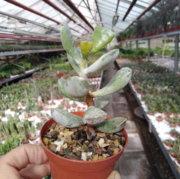 Adromischus filicaulis ssp. filicaulis PAB 420