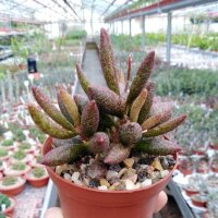 Adromischus marianiae v. antidorcatum S-Africa