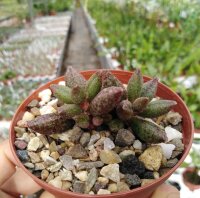 Adromischus marianiae v. antidorcatum S-Africa