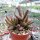 Adromischus marianiae v. antidorcatum S-Africa