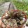 Adromischus marianiae v. antidorcatum S-Africa