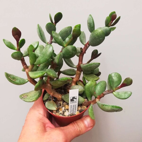 Adromischus marianiae cv. kubusensis ANB 036