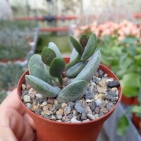 Adromischus marianiae cv. kubusensis ANB 036