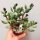 Adromischus marianiae cv. kubusensis ANB 036