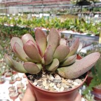 Adromischus umbraticola ssp. umbraticola