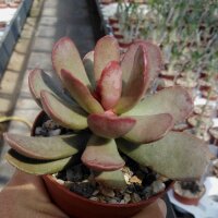 Adromischus umbraticola ssp. umbraticola