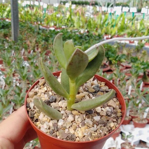 Adromischus umbraticola ssp. ramosus DMC 1721