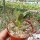 Adromischus umbraticola ssp. ramosus DMC 1721