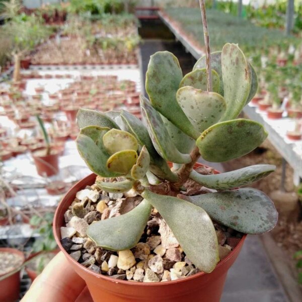 Adromischus triflorus aff. CR 1510