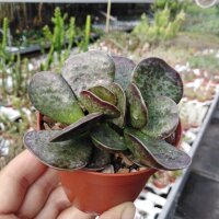 Adromischus trigynus cv. Largo